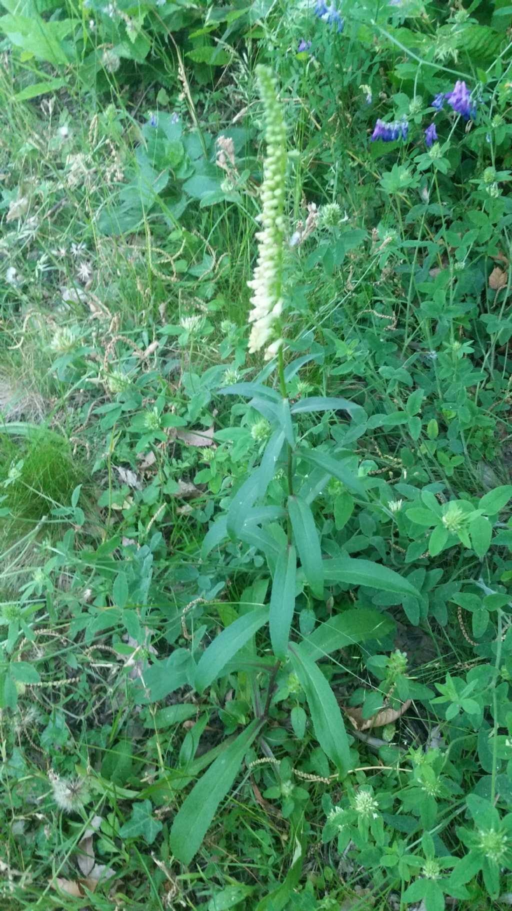 Digitalis lutea (Plantaginaceae)